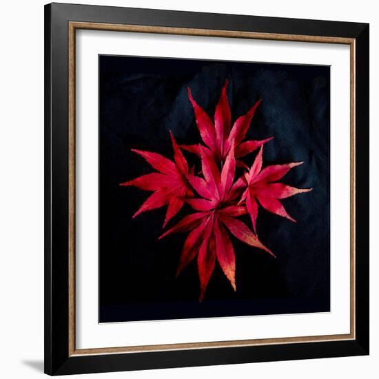 Autumn Acer Leaves-Charles Bowman-Framed Photographic Print