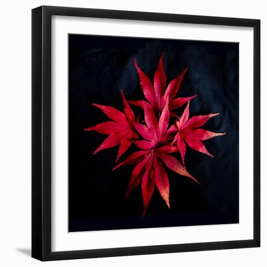 Autumn Acer Leaves-Charles Bowman-Framed Photographic Print