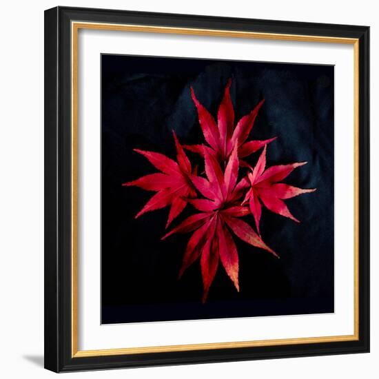 Autumn Acer Leaves-Charles Bowman-Framed Photographic Print