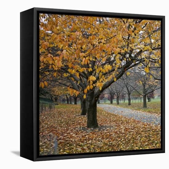 Autumn Afternoon III-Nicole Katano-Framed Stretched Canvas