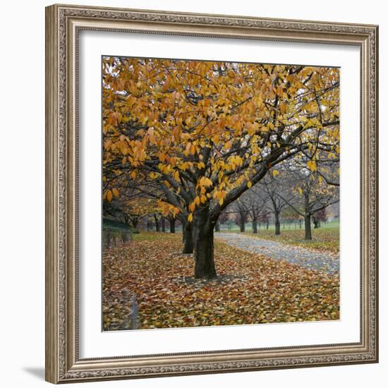 Autumn Afternoon III-Nicole Katano-Framed Photo