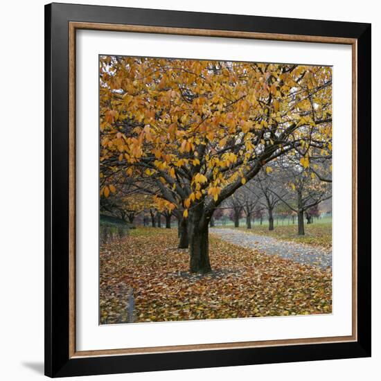 Autumn Afternoon III-Nicole Katano-Framed Photo