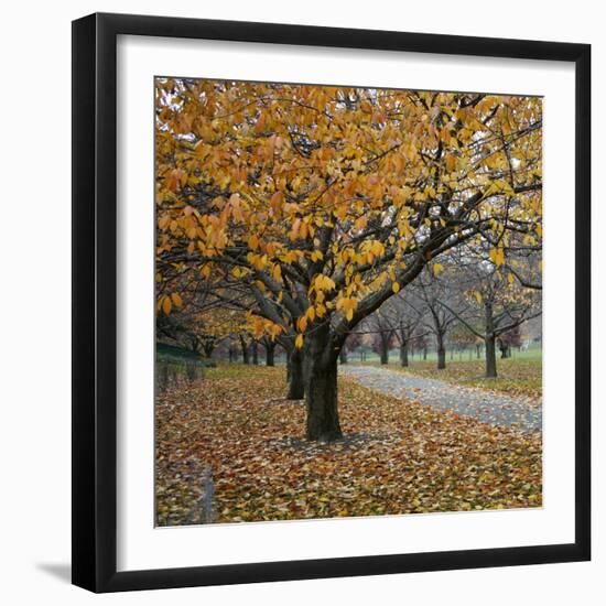 Autumn Afternoon III-Nicole Katano-Framed Photo