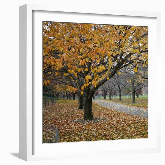 Autumn Afternoon III-Nicole Katano-Framed Photo