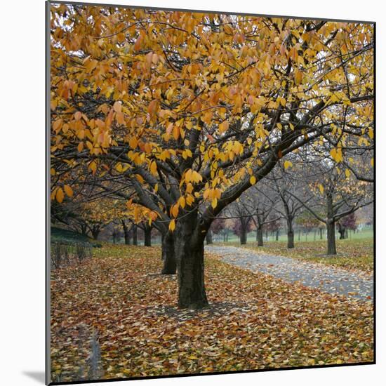 Autumn Afternoon III-Nicole Katano-Mounted Photo