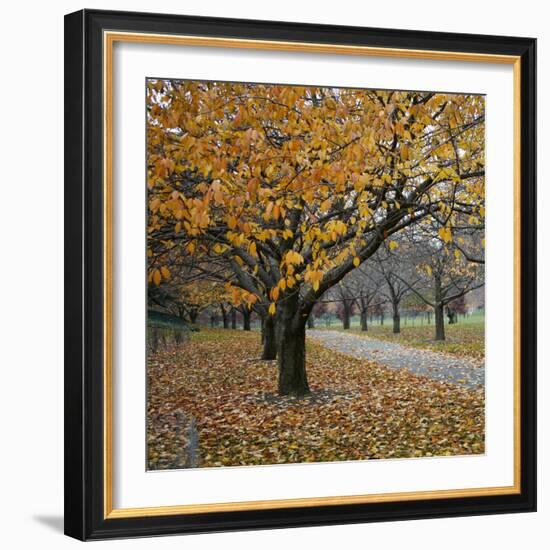 Autumn Afternoon III-Nicole Katano-Framed Photo