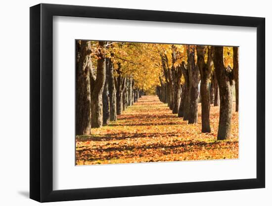 Autumn Alley-maksheb-Framed Photographic Print