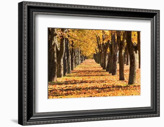 Autumn Alley-maksheb-Framed Photographic Print