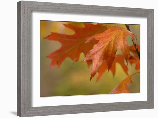 Autumn American Oak Leaves-Cora Niele-Framed Giclee Print