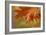 Autumn American Oak Leaves-Cora Niele-Framed Giclee Print