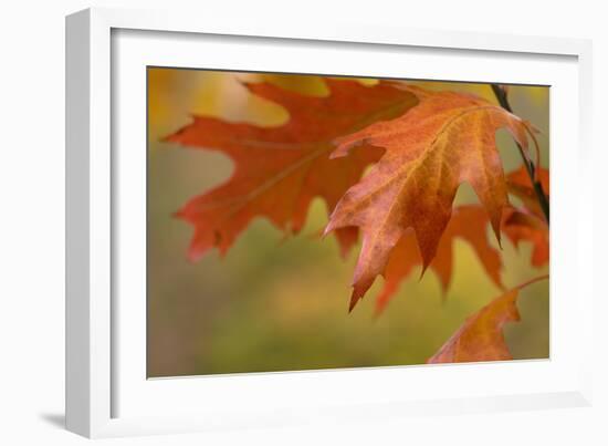 Autumn American Oak Leaves-Cora Niele-Framed Giclee Print