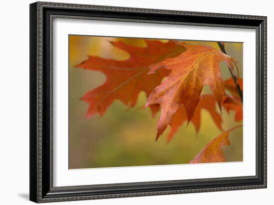 Autumn American Oak Leaves-Cora Niele-Framed Giclee Print