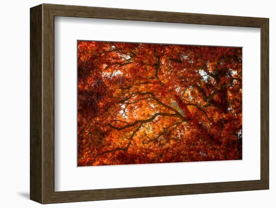 Autumn and Oak Color-Philippe Sainte-Laudy-Framed Photographic Print