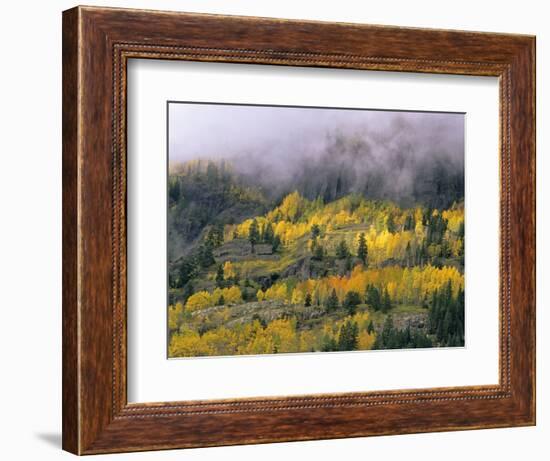 Autumn Aspen in Fog, San Juan Mountains, Colorado, USA-Chuck Haney-Framed Photographic Print