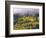 Autumn Aspen in Fog, San Juan Mountains, Colorado, USA-Chuck Haney-Framed Photographic Print