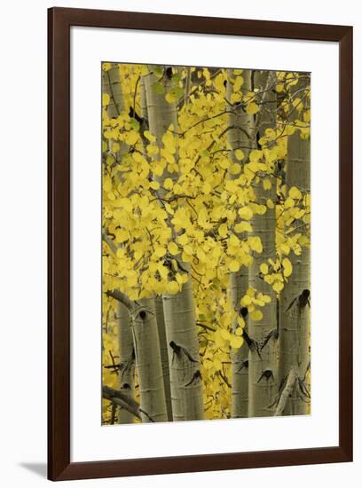 Autumn aspen leaves, Uncompahgre National Forest, Sneffels Range, Colorado-Adam Jones-Framed Premium Photographic Print