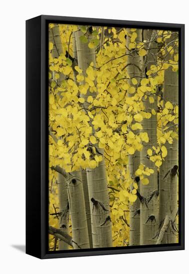 Autumn aspen leaves, Uncompahgre National Forest, Sneffels Range, Colorado-Adam Jones-Framed Premier Image Canvas