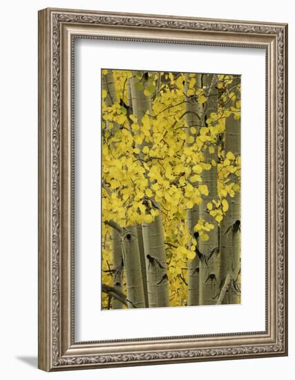 Autumn aspen leaves, Uncompahgre National Forest, Sneffels Range, Colorado-Adam Jones-Framed Photographic Print