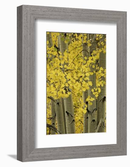 Autumn aspen leaves, Uncompahgre National Forest, Sneffels Range, Colorado-Adam Jones-Framed Photographic Print