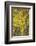 Autumn aspen leaves, Uncompahgre National Forest, Sneffels Range, Colorado-Adam Jones-Framed Photographic Print