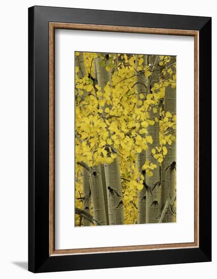 Autumn aspen leaves, Uncompahgre National Forest, Sneffels Range, Colorado-Adam Jones-Framed Photographic Print