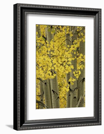 Autumn aspen leaves, Uncompahgre National Forest, Sneffels Range, Colorado-Adam Jones-Framed Photographic Print