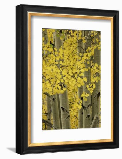 Autumn aspen leaves, Uncompahgre National Forest, Sneffels Range, Colorado-Adam Jones-Framed Photographic Print