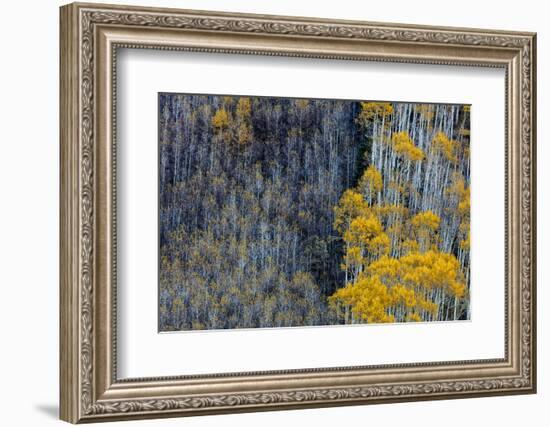 Autumn Aspen Patterns in the White River National Forest Near Aspen, Colorado, Usa-Chuck Haney-Framed Photographic Print