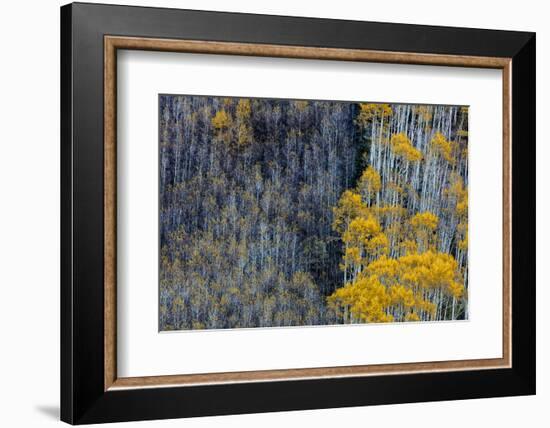 Autumn Aspen Patterns in the White River National Forest Near Aspen, Colorado, Usa-Chuck Haney-Framed Photographic Print