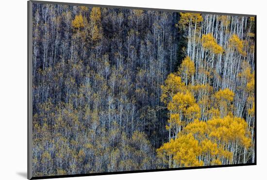 Autumn Aspen Patterns in the White River National Forest Near Aspen, Colorado, Usa-Chuck Haney-Mounted Photographic Print