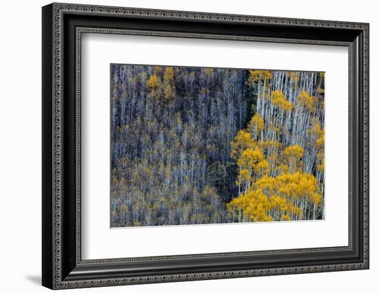 Autumn Aspen Patterns in the White River National Forest Near Aspen, Colorado, Usa-Chuck Haney-Framed Photographic Print