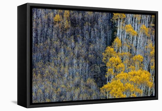 Autumn Aspen Patterns in the White River National Forest Near Aspen, Colorado, Usa-Chuck Haney-Framed Premier Image Canvas