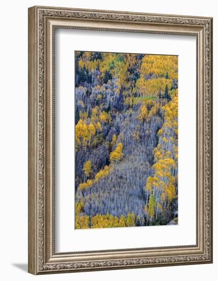 Autumn Aspen Patterns in the White River National Forest Near Aspen, Colorado, Usa-Chuck Haney-Framed Photographic Print