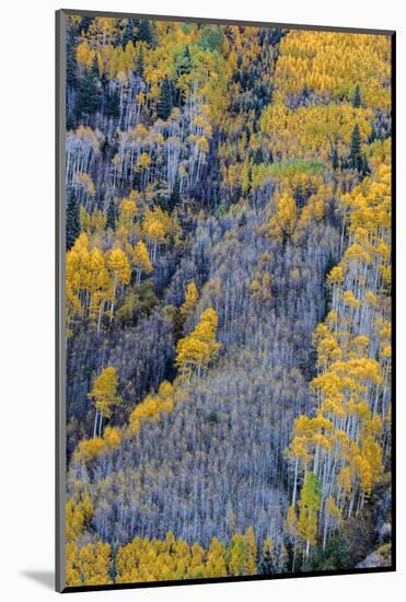 Autumn Aspen Patterns in the White River National Forest Near Aspen, Colorado, Usa-Chuck Haney-Mounted Photographic Print