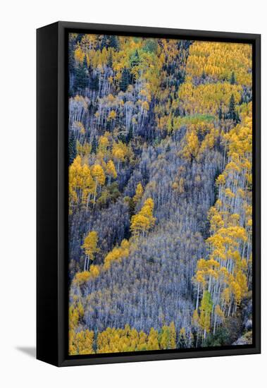 Autumn Aspen Patterns in the White River National Forest Near Aspen, Colorado, Usa-Chuck Haney-Framed Premier Image Canvas