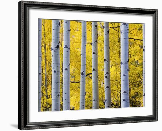 Autumn Aspen Stand, Yankee Boy Basin, Colorado, USA-Terry Eggers-Framed Photographic Print