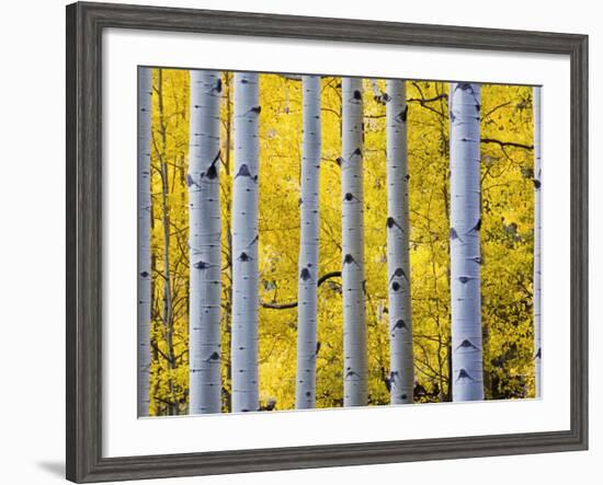 Autumn Aspen Stand, Yankee Boy Basin, Colorado, USA-Terry Eggers-Framed Photographic Print