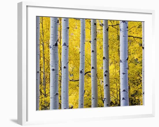 Autumn Aspen Stand, Yankee Boy Basin, Colorado, USA-Terry Eggers-Framed Photographic Print