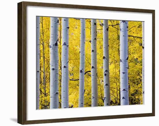 Autumn Aspen Stand, Yankee Boy Basin, Colorado, USA-Terry Eggers-Framed Photographic Print