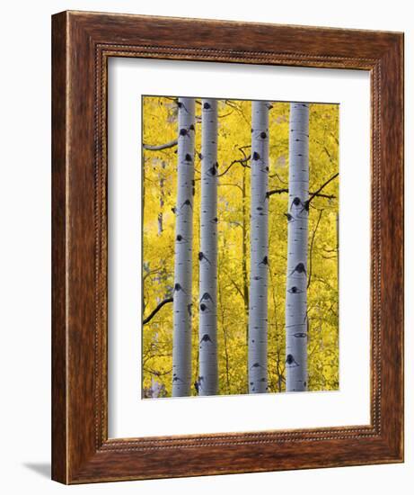 Autumn Aspen Stand, Yankee Boy Basin, Colorado, USA-Terry Eggers-Framed Photographic Print