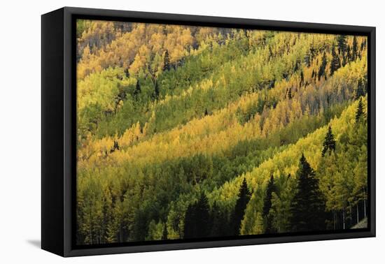 Autumn, aspen tree pattern on mountain slope, Crystal Lake, Ouray, Colorado-Adam Jones-Framed Premier Image Canvas