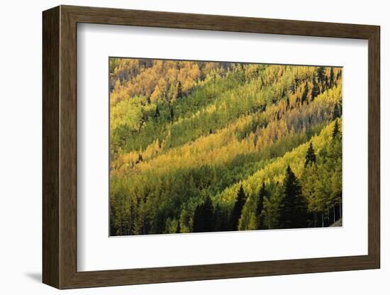 Autumn, aspen tree pattern on mountain slope, Crystal Lake, Ouray, Colorado-Adam Jones-Framed Photographic Print