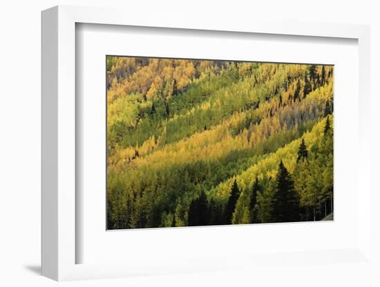 Autumn, aspen tree pattern on mountain slope, Crystal Lake, Ouray, Colorado-Adam Jones-Framed Photographic Print