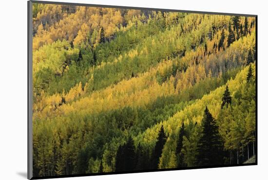 Autumn, aspen tree pattern on mountain slope, Crystal Lake, Ouray, Colorado-Adam Jones-Mounted Photographic Print