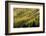 Autumn, aspen tree pattern on mountain slope, Crystal Lake, Ouray, Colorado-Adam Jones-Framed Photographic Print