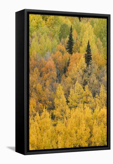 Autumn aspen tree pattern on mountain slope, Crystal Lake, Ouray, Colorado-Adam Jones-Framed Premier Image Canvas