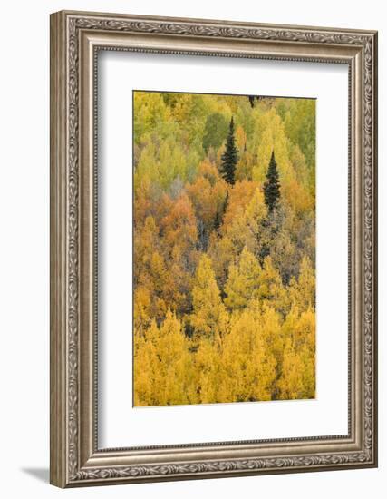 Autumn aspen tree pattern on mountain slope, Crystal Lake, Ouray, Colorado-Adam Jones-Framed Photographic Print