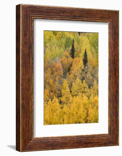Autumn aspen tree pattern on mountain slope, Crystal Lake, Ouray, Colorado-Adam Jones-Framed Photographic Print