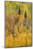 Autumn aspen tree pattern on mountain slope, Crystal Lake, Ouray, Colorado-Adam Jones-Mounted Photographic Print