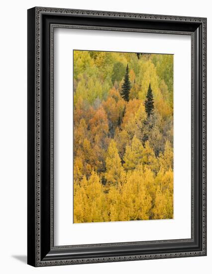 Autumn aspen tree pattern on mountain slope, Crystal Lake, Ouray, Colorado-Adam Jones-Framed Photographic Print